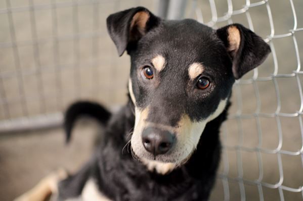 03 04 Pet of the Week